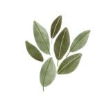 Модус Вивенди