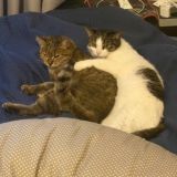 Джонни Мемоник