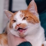 Velen1204 «КОТОМАФИЯ»