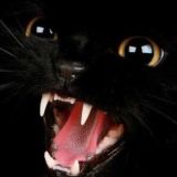 EN EREBOS PHOS (LE CHAT)