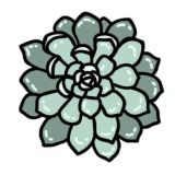 Суккуленты Чат 🌵