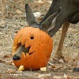 Deerposts (Holiday Edition)