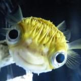 ⋆ ˚。⋆супкультура 🥣⋆ ˚。⋆