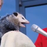 Ор с доставкой