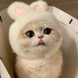 叮当喵喵-今天你也很可爱