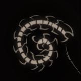 ПЕРЕЕЗД!!! s.lobotomia ☨