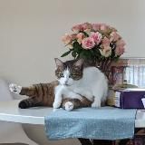 BUROV 🇺🇦🇳🇱