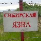 СИБИРСКАЯ ЯЗВА