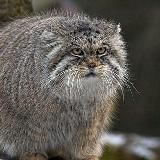 Wayback meme machine