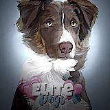 𝙀𝙡𝙞𝙩𝙚.𝙙𝙤𝙜𝙨ᶜʰᵃᶰᶰᵉᶫ