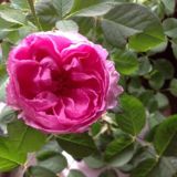 🌸 كلمات مشرقة 🌸