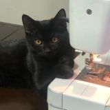 Будни бровиста