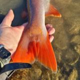 Чат/Горная рыбалка с Besha