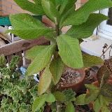 Sólo LECHERO AFRICANO , KALANCHOE ,ARTEMISA ANNUA, GRAVIOLA , MELÓN AMARGO Y ALOE VERA.