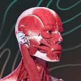 Easy Anatomy – приложение по анатомии