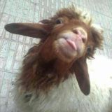 🔥 بزغاله 🔥