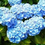 Пирожковая - "История болезни" и прочие пироги с котятами