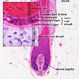 ПРО ВОЛОСЫ трихолог Романова Юлия