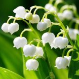 Диванний батальйон «Конвалія»