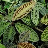 GREENRARE