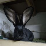 UZBEKISTON QUYONCHILARI gurupa 1🐇🐇🥕🥕. Uyda qoling quyon bilan shuģullaning😎