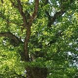 Altes Wissen, neu entdeckt - was die Vorfahren noch wussten