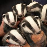 Wisconsin holding pen for the 18+ chat