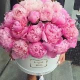 ✨Пионы Цветы✨