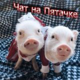 Чат На Пятачке 🐽