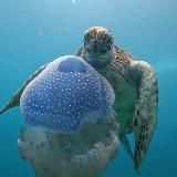 ЧЕРЕП💀АХА