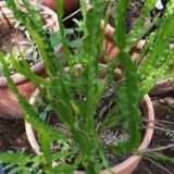 Sólo AUTOINMUNES. Ideas y soluciones naturales👁