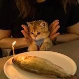 tearsz(слёзки) (мод на айфон/ютуб ) Новый сертификат на тик ток (айфон и андроид)