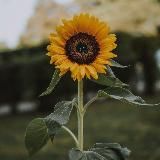 Wild Flower Life - Natural health/home birth