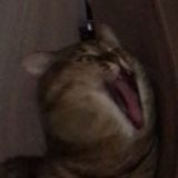 Parler de chat