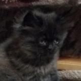 всратые коты с авито