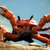 Crab Rave | VIDEO 🦀