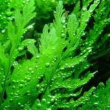 فانی کده ¦ FuNyKaDeH (زاپاس)