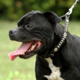 Lawstaff kennel стаффордширский бультерьер👍