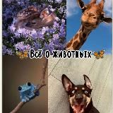 🦋Всё о животных🦋