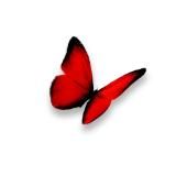 Red Butterfly 18+