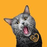 Притулок для котиків 😻 Київ