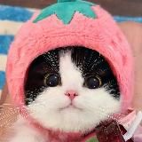 Мемы с котами