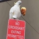 la discarica dei memi™