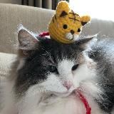 🎄 Komugi ~ GIF 🧣