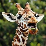 Шутки-прибаутки