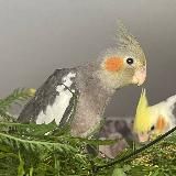ЗАВОДЧИК ПОПУГАЕВ КОРЕЛЛА🦜