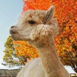 🇩🇪🇦🇹🇨🇭🇱🇮🇧🇪🇱🇺