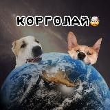 КОРГОЛАЙ🤯