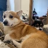 Fansly заметки от Коржика