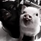 🤍minii.catties.team 🔫